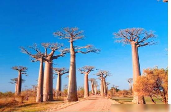 非洲沙漠有一种猴面包树，能储存两吨水，为何我国难以推广种植 非洲北部是什么沙漠
