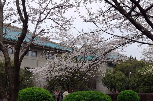 描写武汉大学樱花的诗 描写武汉大学樱花的句子