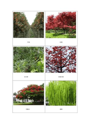 100种树木名称 树的名称大全 小区树种图片及名称