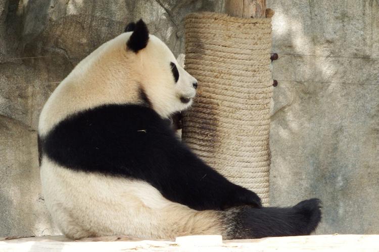 熊猫资料大全 关于熊猫的最新新闻