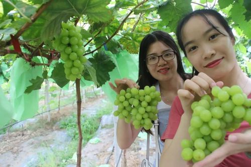 九龙坡：葡萄采摘节线上展示推介来了 重庆葡萄采摘地及价格