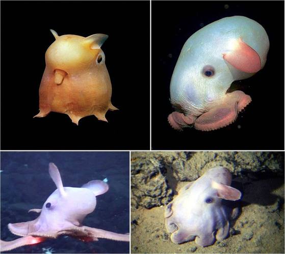 深海小飞象的外形有哪些特征 深海水族馆小飞象章鱼