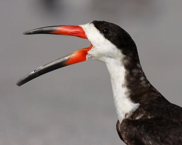 鸟类的嘴为什么多种多样 小鸟的嘴为啥会交叉长长