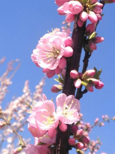 春暖花开，你能写出多少春天里开的花名来 春天开放花儿的名称