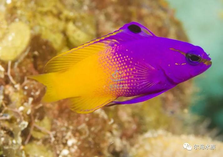 梦幻海底紫莹莹和粉嘟嘟用哪些鱼来配 飘飘海水鱼好养吗