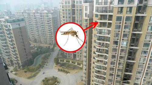 蚊子最高能飞到几层楼 哪个楼层蚊子最多