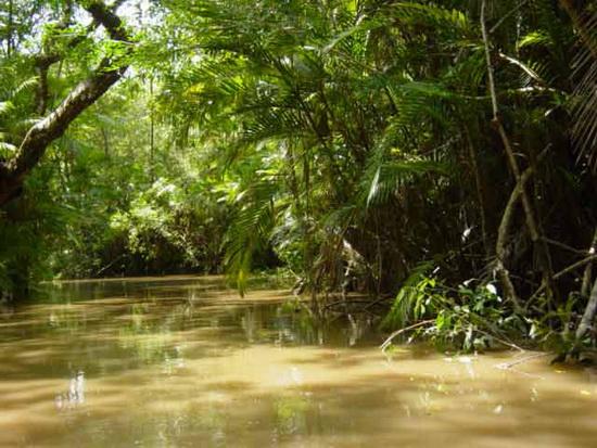 亚马逊丛林深处惊现致命沸腾河 亚马逊河危险吗