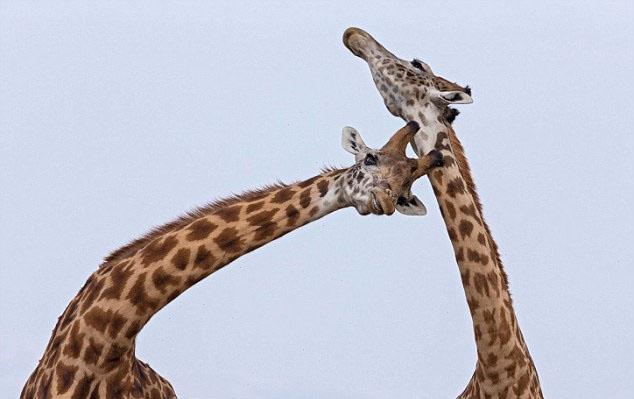 浙江湖州：6只来自非洲的长颈鹿 非洲长颈鹿狂犬病