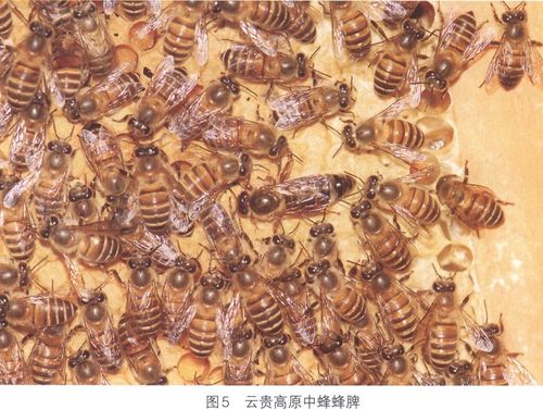 云贵高原中蜂 校门口买的五毛钱蜜蜂怎么养